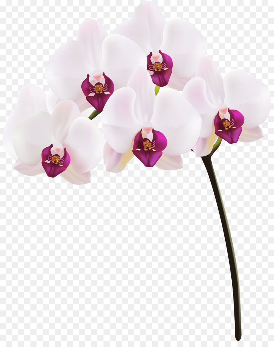 Les Orchidées，L Art De L Installation PNG