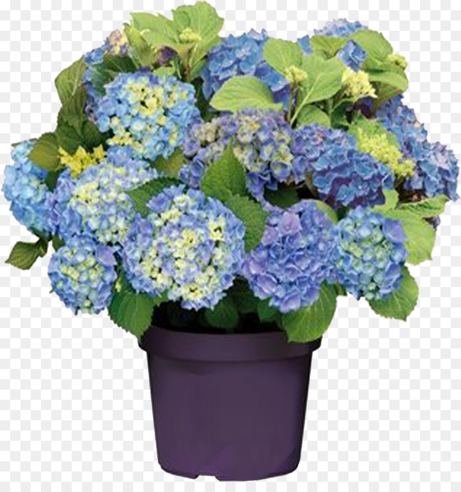 Fleurs，Violet PNG