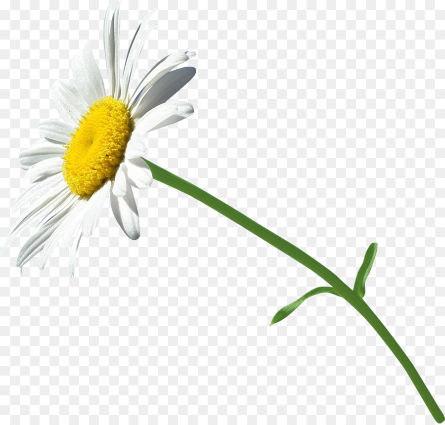 Fleurs Blanches，Nature PNG