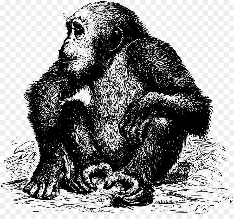 Chimpanzé，Gorille PNG