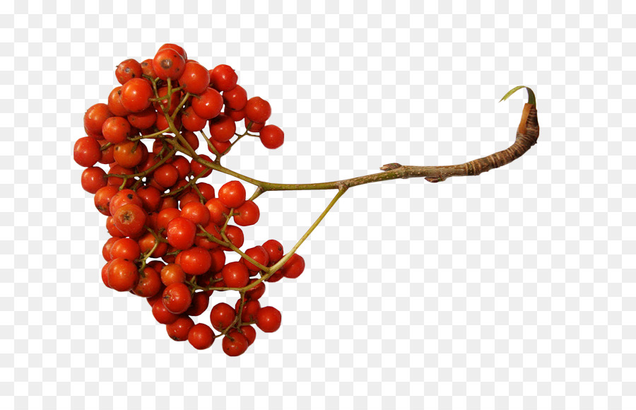 Sorbus Aucuparia，Baie PNG