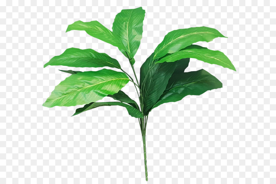 Feuille，Tige De La Plante PNG