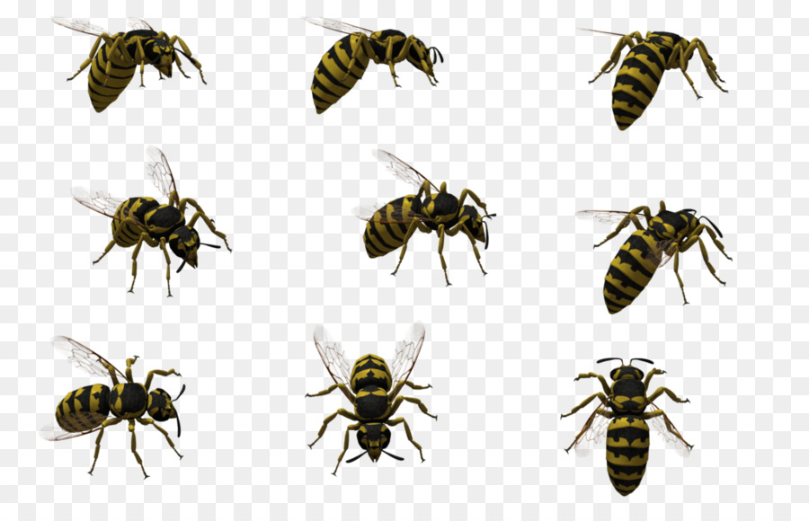 Abeilles，Vol PNG