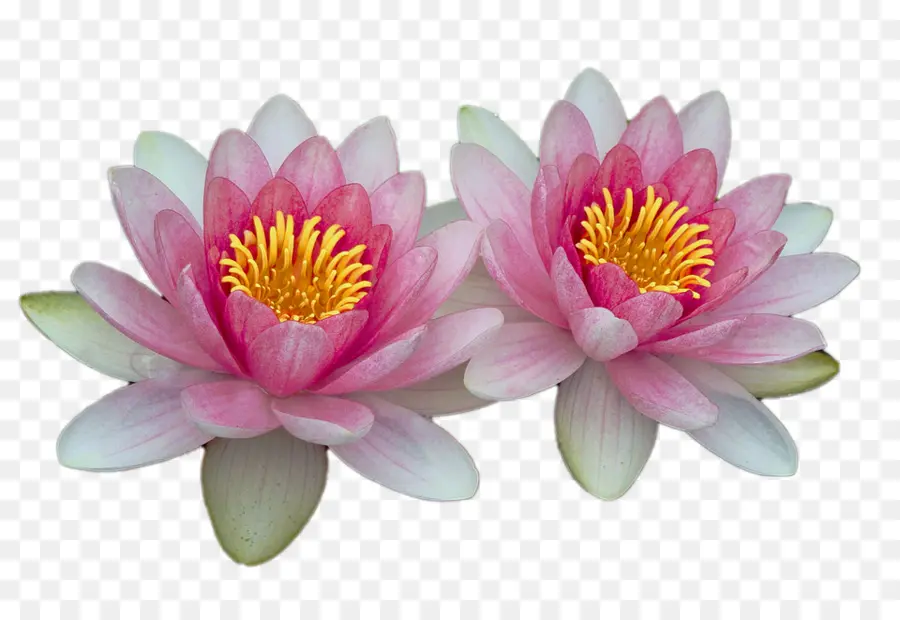 Fleurs De Lotus，Eau PNG