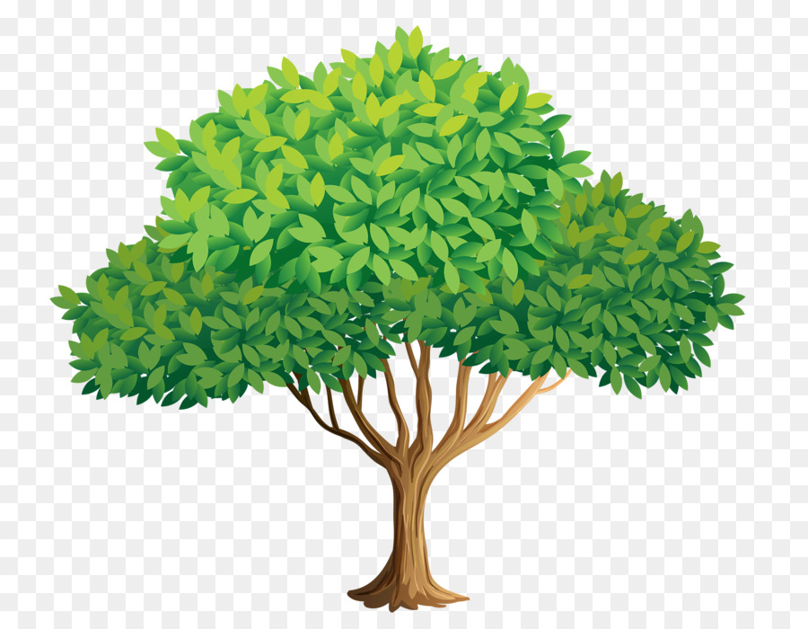 Arbre，Feuilles PNG