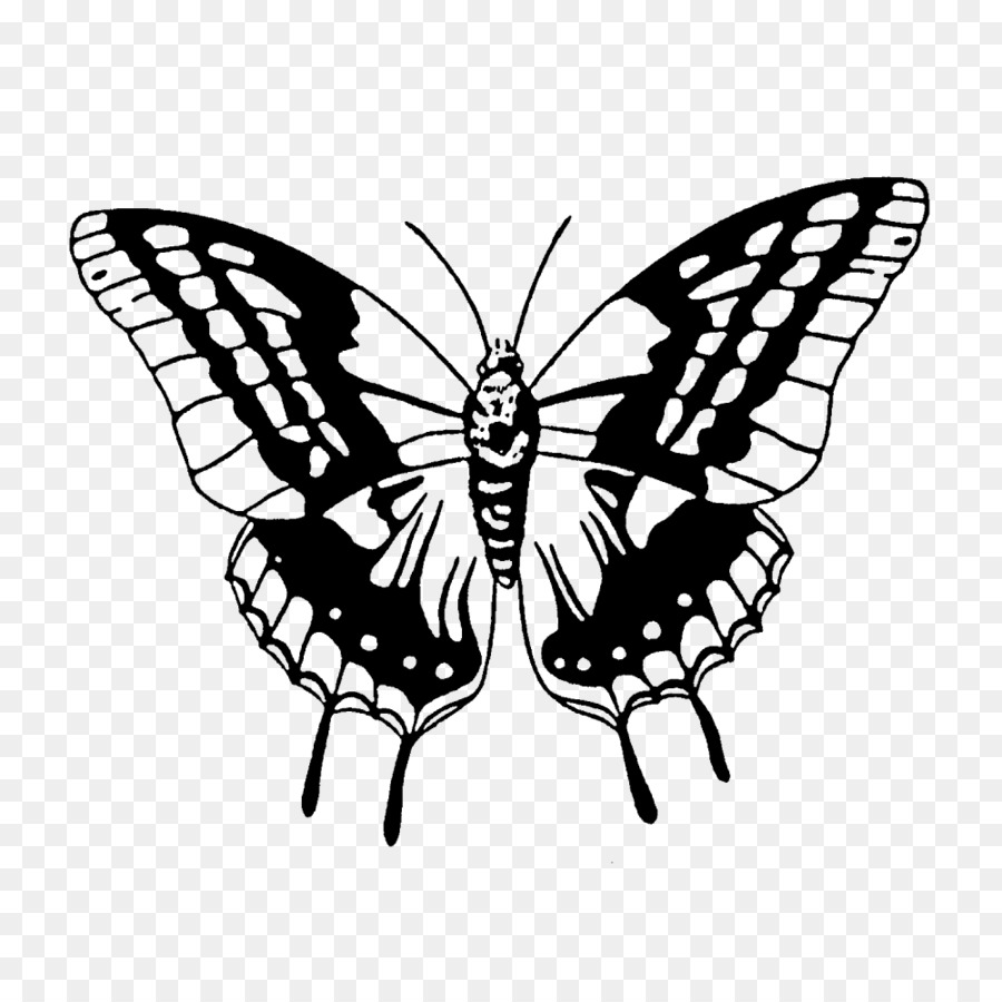 Papillon Noir Et Blanc，Ailes PNG