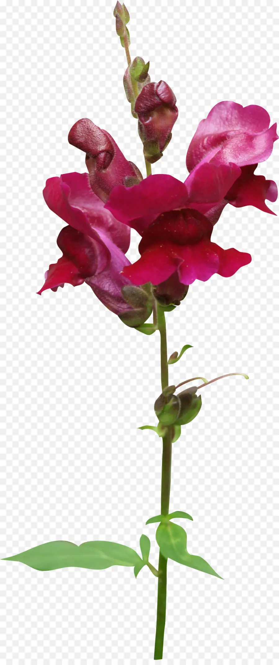 Fleur Rouge，Floraison PNG