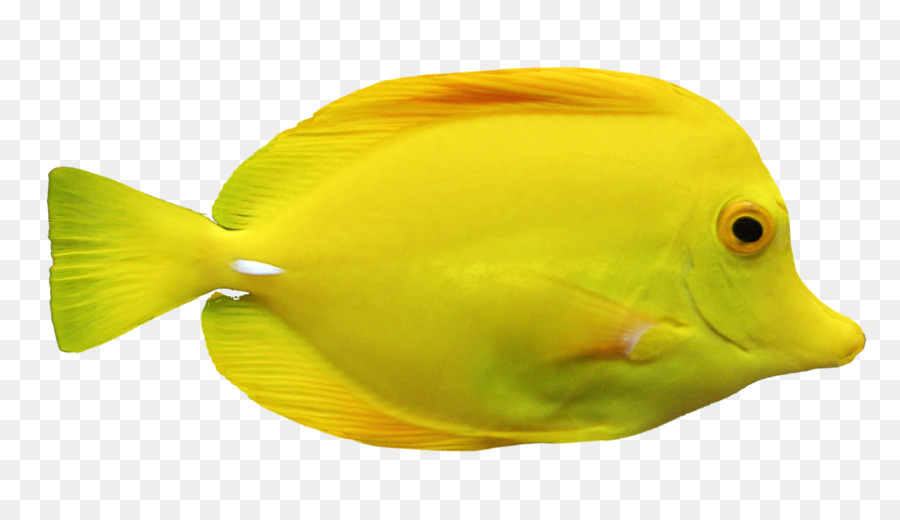 Poisson，Aquatique PNG