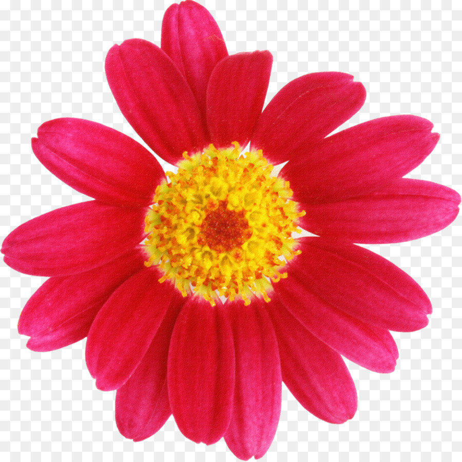 Fleur Rouge，Fleur PNG