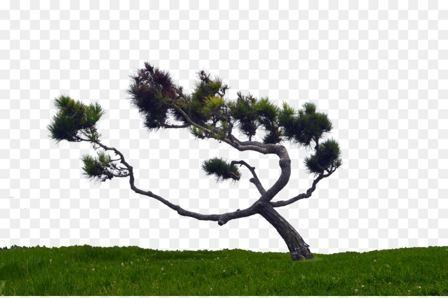 Arbre，Pin PNG