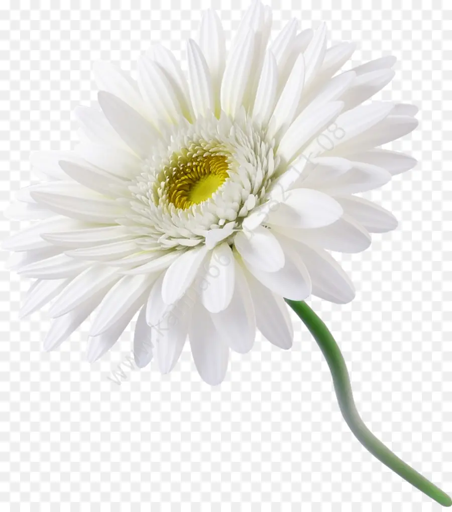 Fleur，Marguerite PNG