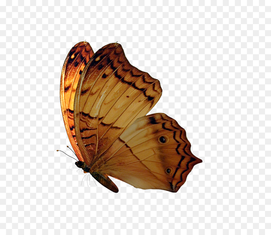 Papillon，Le Rendu PNG