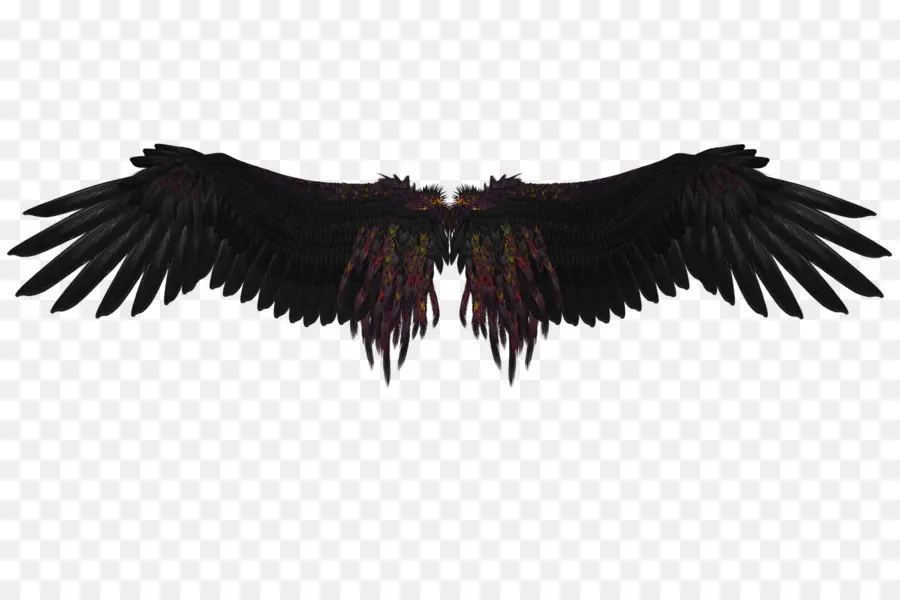 Ailes Noires，Plumes PNG