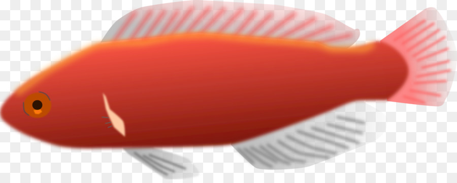 Poisson Rouge，Aquatique PNG