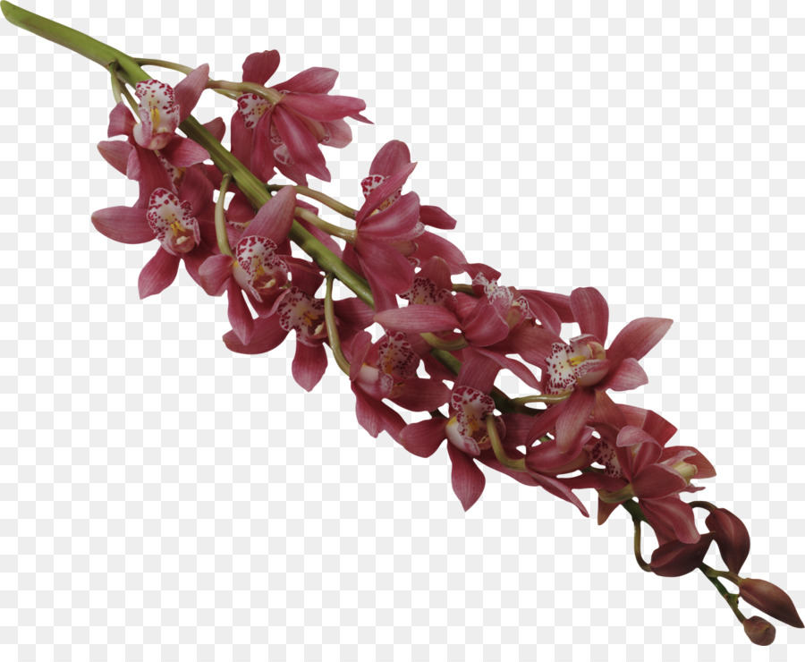 Thérapie，Orchidées PNG