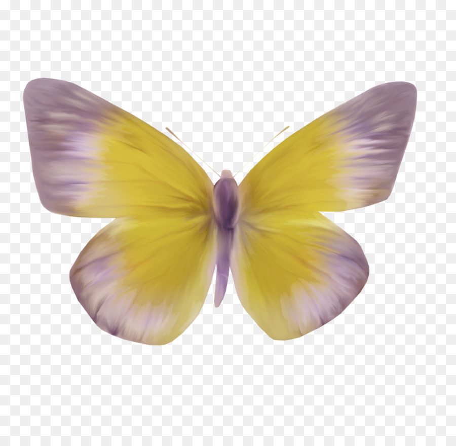 Papillon，Pollinisateurs PNG
