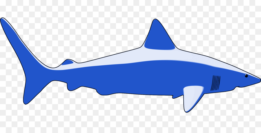 Requin Bleu，Océan PNG