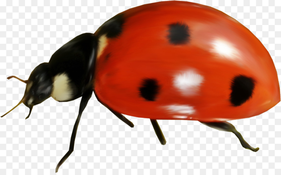 Coccinelle，Bogue PNG