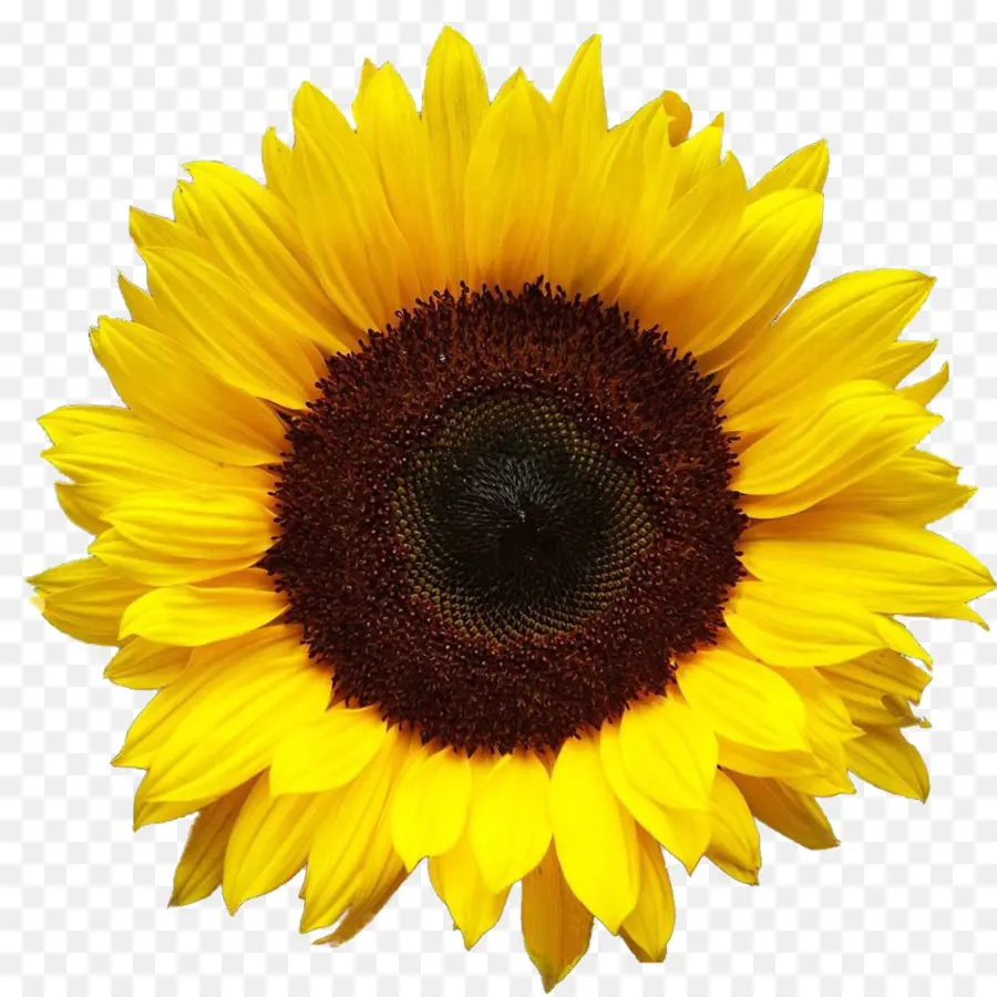 Tournesol，Jaune PNG