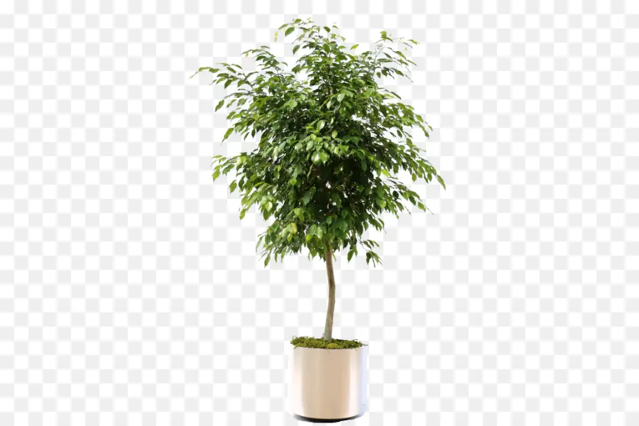 Plante En Pot，Vert PNG