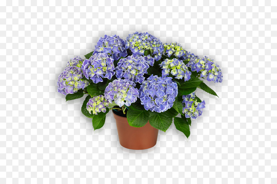 Fleurs，Violet PNG