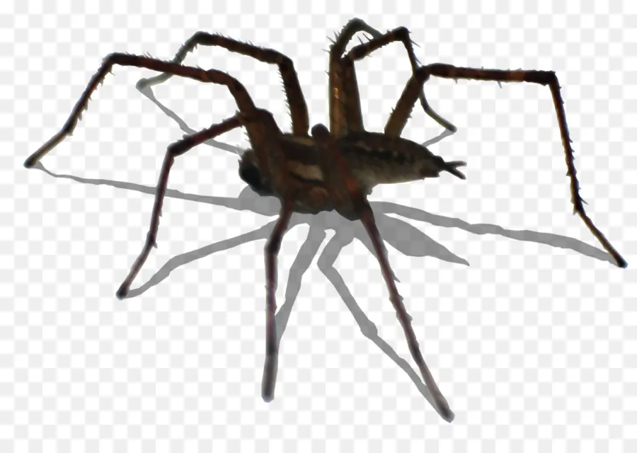 Araignée，Effrayant PNG