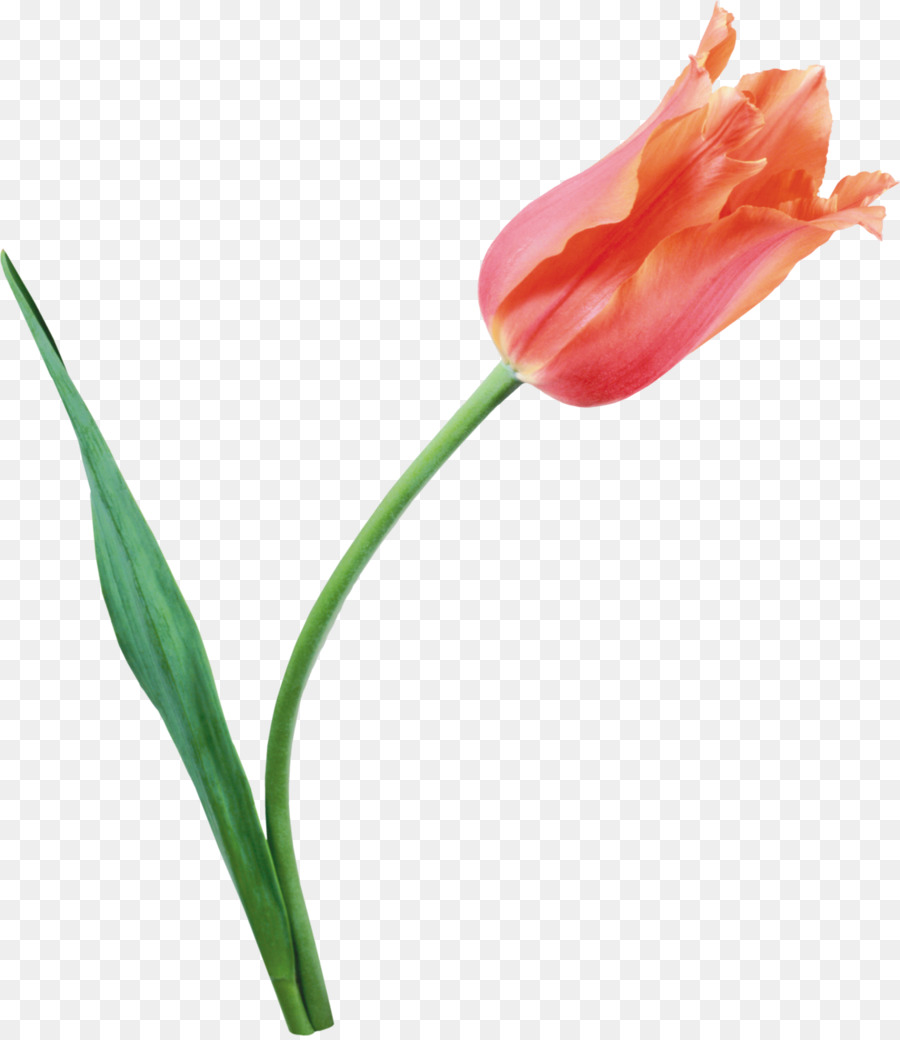 Tulipe，Usine PNG