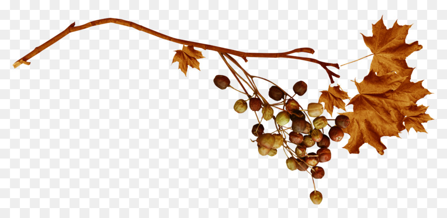 Feuille，Branche PNG