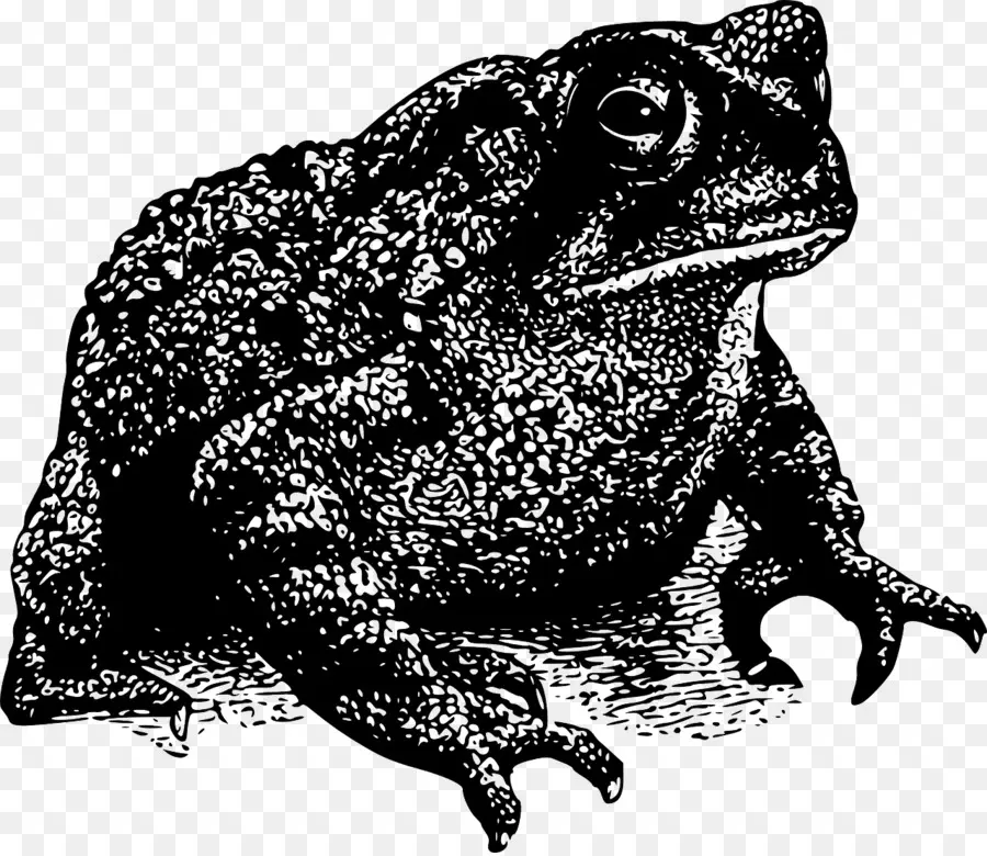 Grenouille，Crapaud PNG