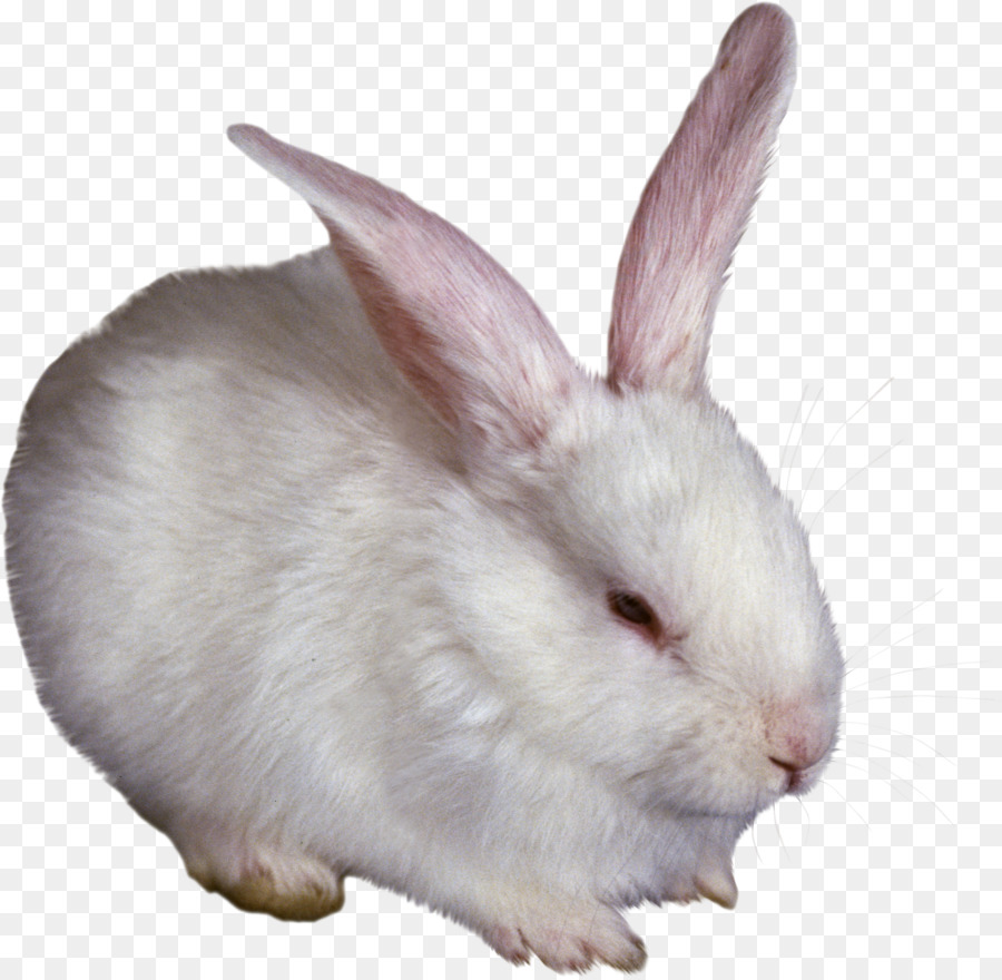 Lapins，Blanc PNG