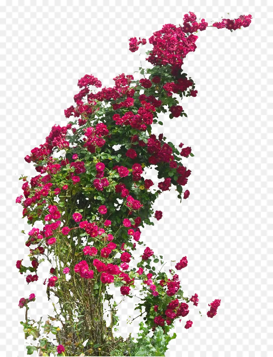 Fleurs Rouges，Floraison PNG