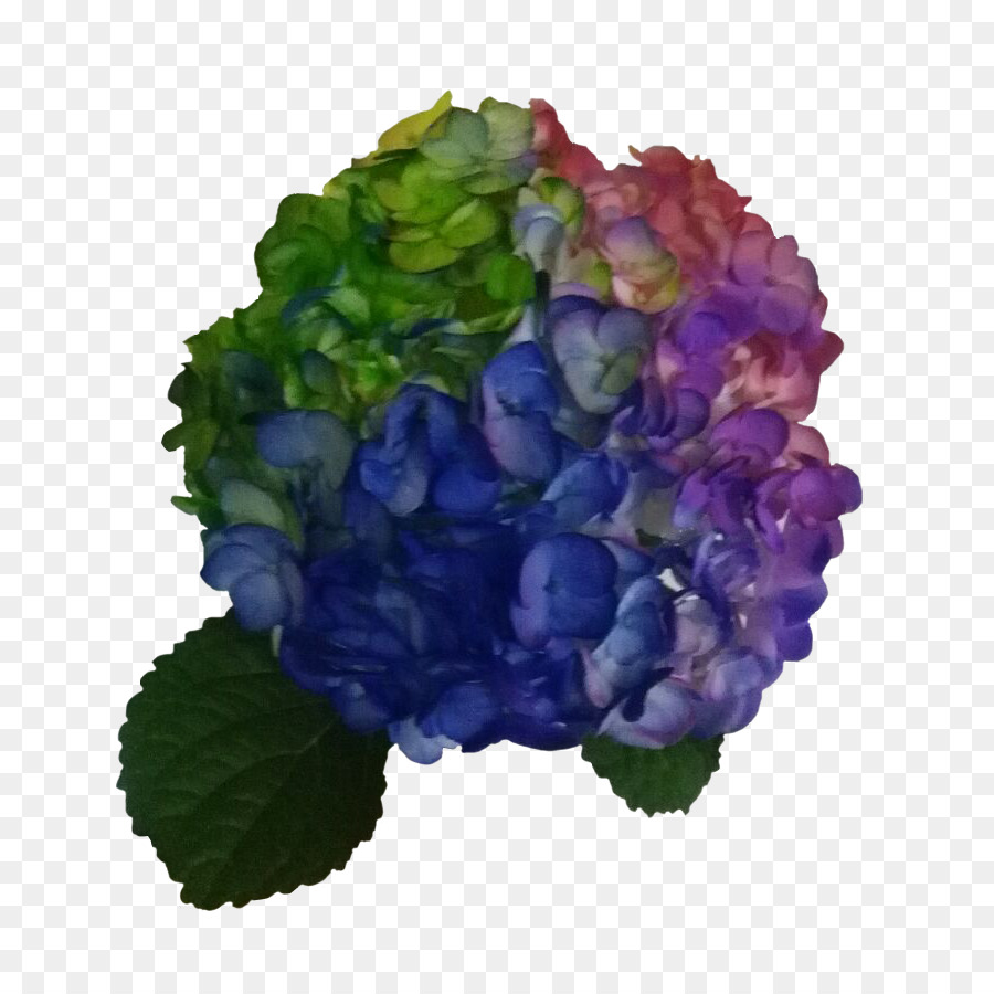 Fleur Violette，Hortensia PNG