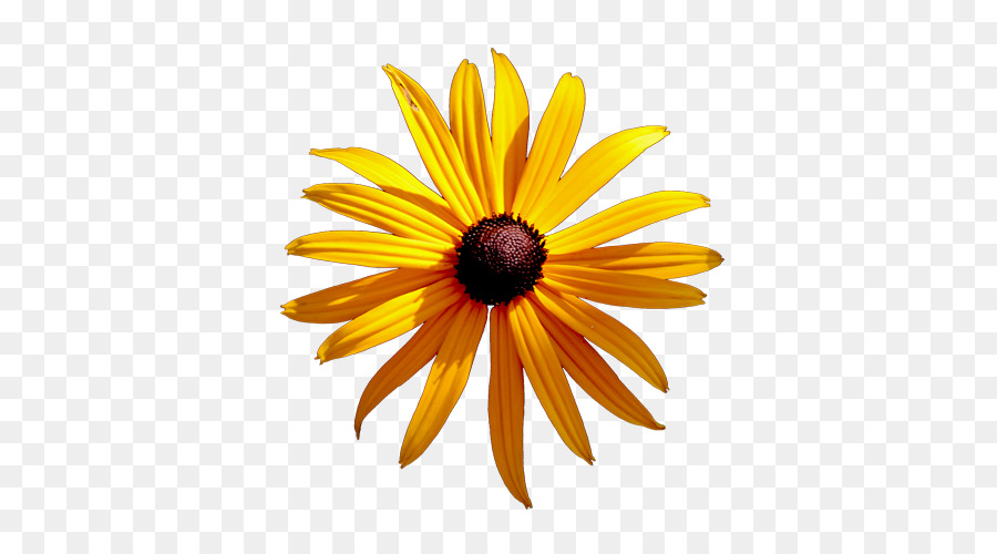 Tournesol，Jaune PNG