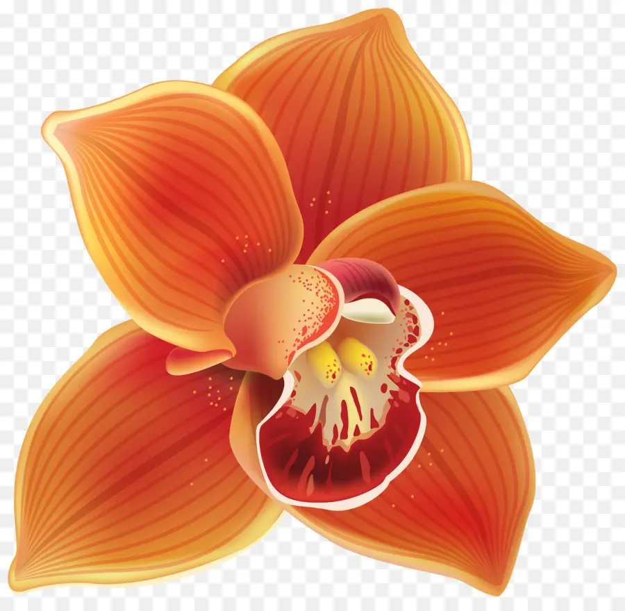 Les Orchidées，Orange PNG