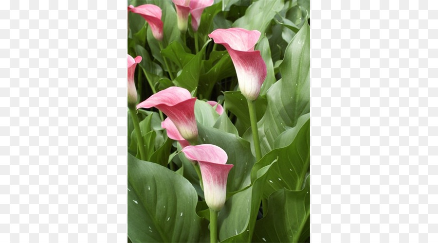 Fleur，Arum Lys PNG