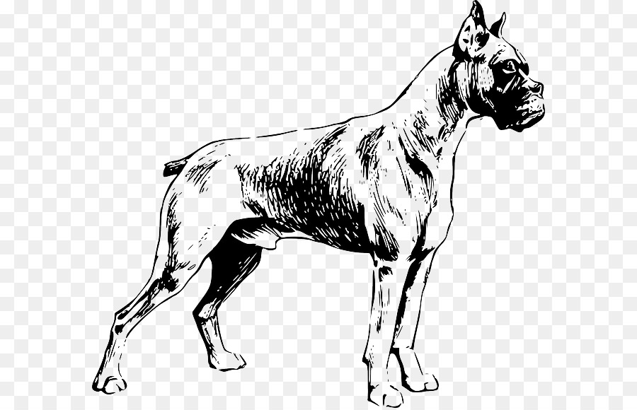 Boxeur，Le Labrador Retriever PNG