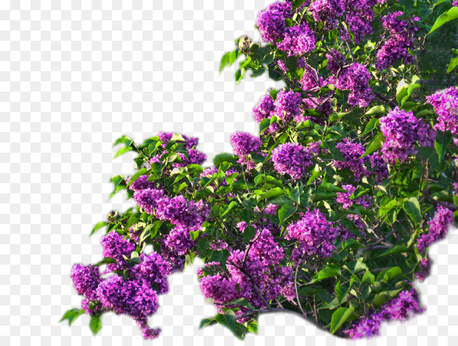 Lilas，Fleur PNG