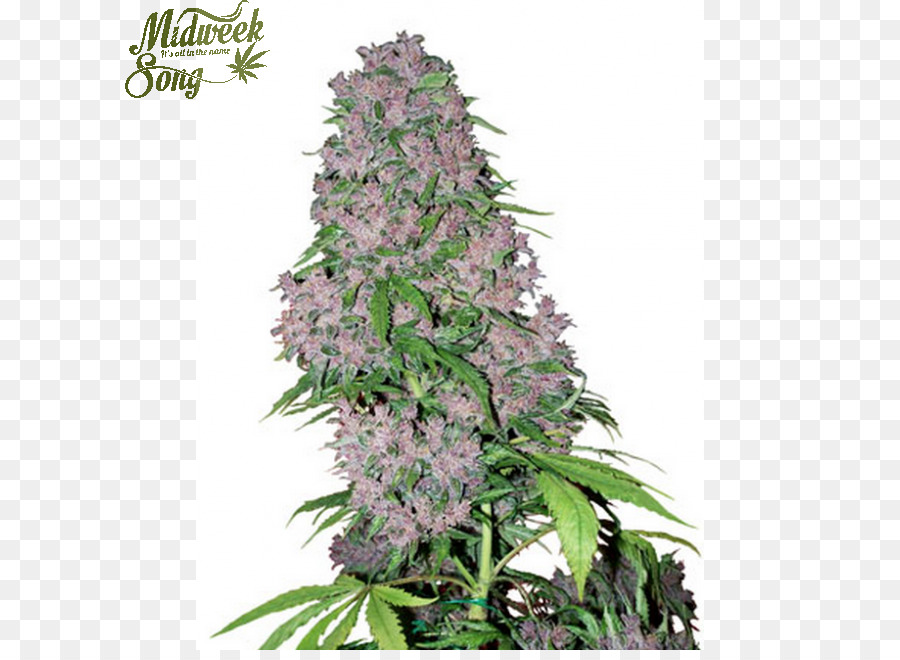 Bud，Cannabis Sativa PNG