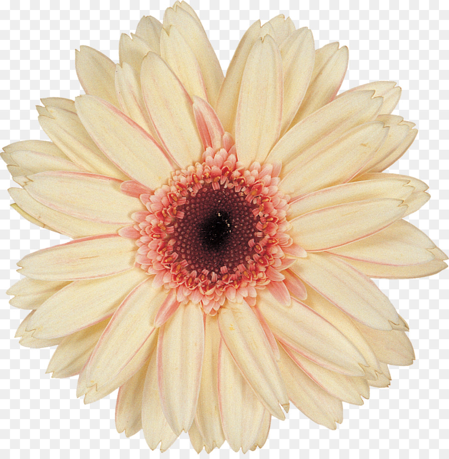 Fleur，Bleu PNG