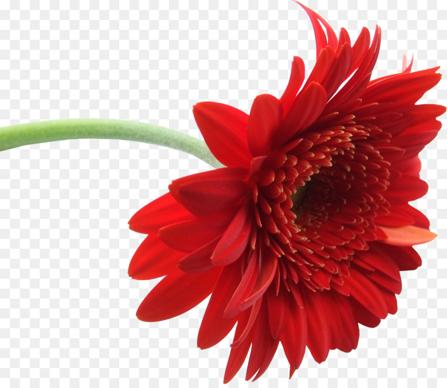 Fleur Rouge，Fleur PNG