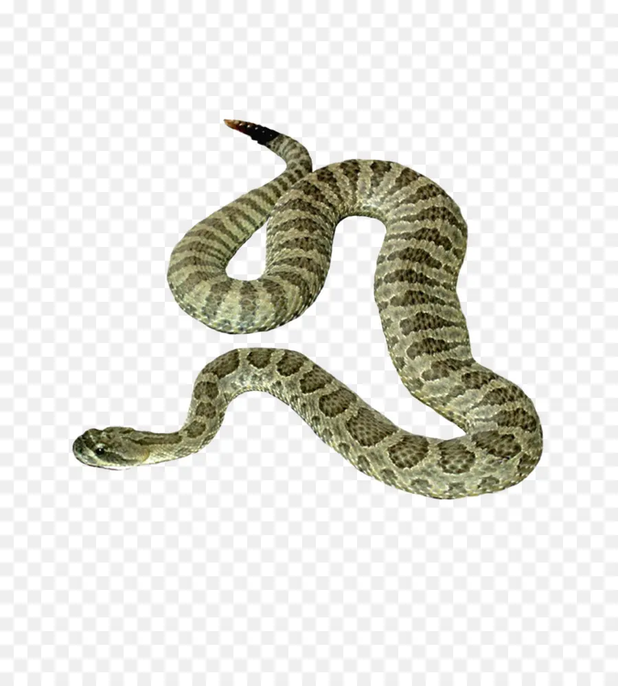 Serpent，Reptile PNG