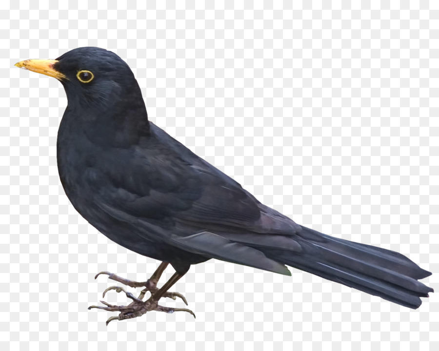 Corbeau Noir，Oiseau PNG