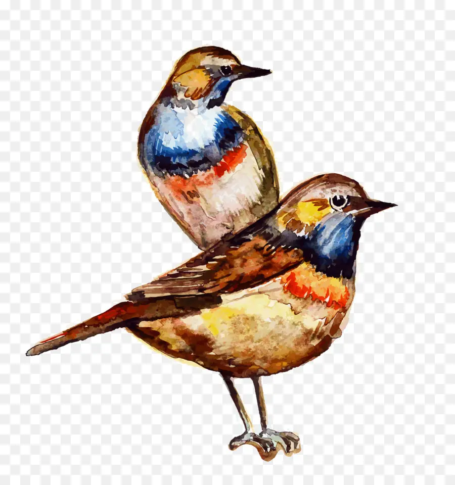 Oiseaux，Paire PNG