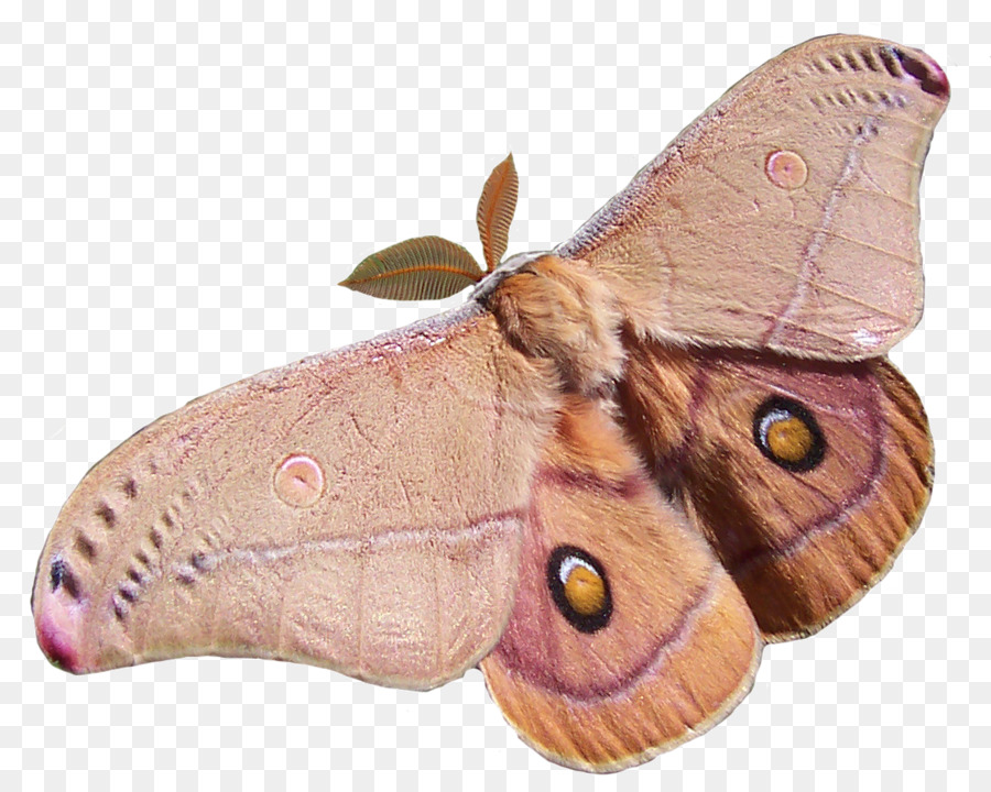 Papillon，Opodiphera Eucalypti PNG