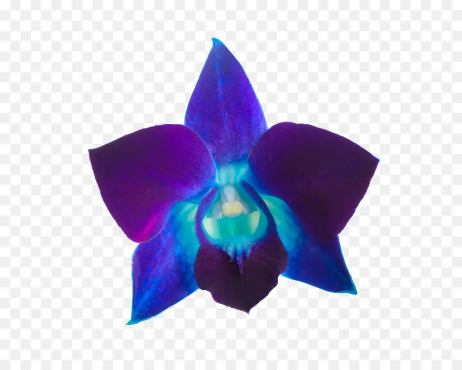 Les Orchidées，Violet PNG