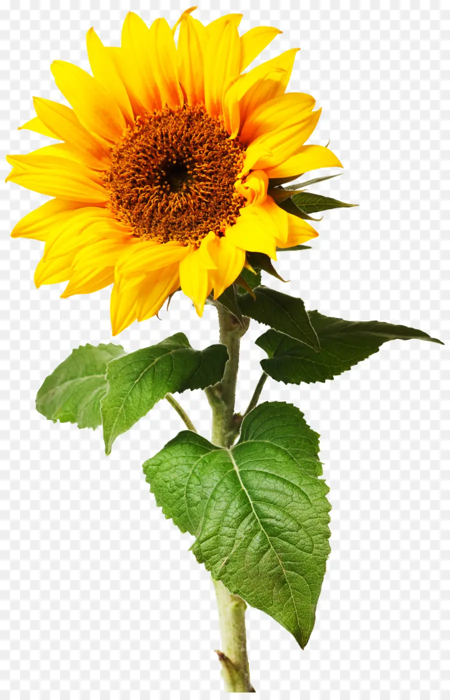 Tournesols Jaunes，Nature PNG