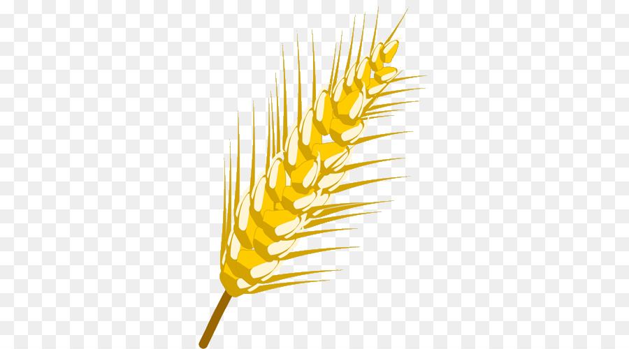 Blé，Grain PNG