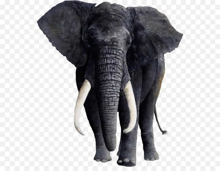 Éléphant，Tronc PNG