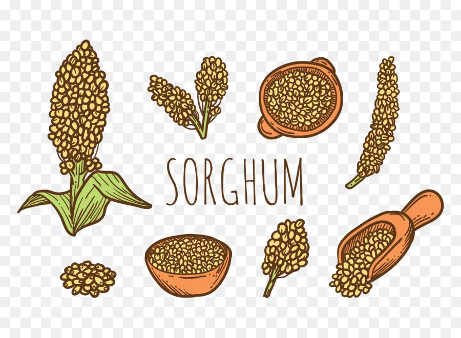 Sorgho，Grains PNG