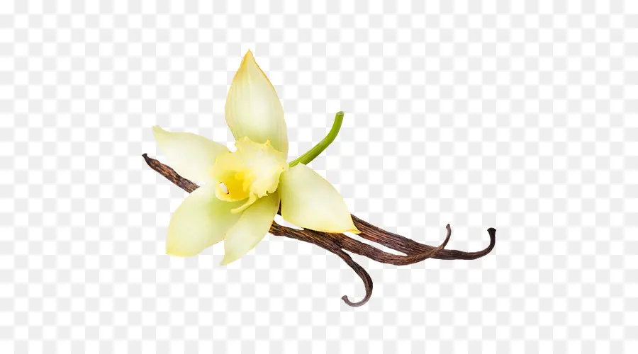 Fleur De Vanille，Gousse De Vanille PNG